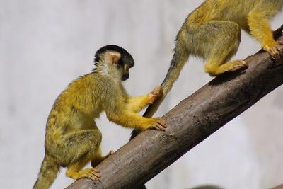 Saimiri boliviensis