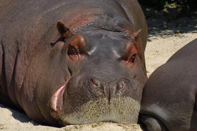 Hippopotame