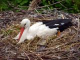 Cigogne blanche au nid