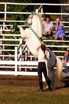 Training Grounds & Show