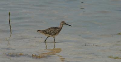 Willet