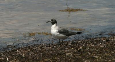 A Seagull (don't know which one yet)