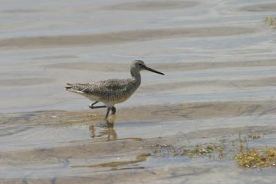 Willet