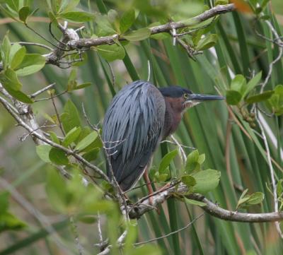 Green Heron