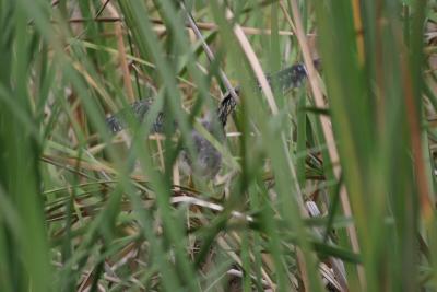 Baby Green Heron - see him in the weeds?