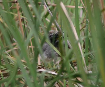 Baby Green Heron - see him in the weeds?