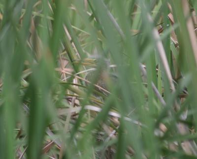 Baby Green Heron - see him in the weeds?