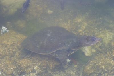 This pic looks a little strange because this turtle is in the semi-murky water.
