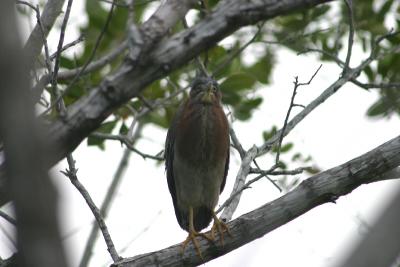 Green Heron