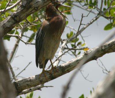 Green Heron - sticking out his tongue