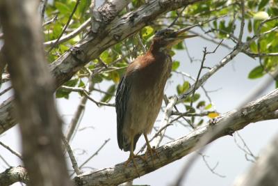 Green Heron