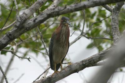 Green Heron  -  This is a funny angle, no?