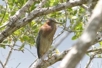 Green Heron