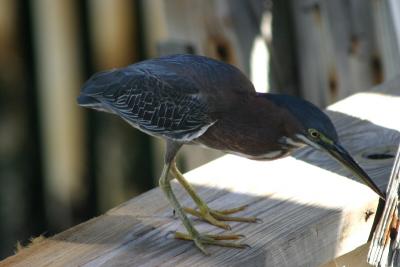 Green Heron