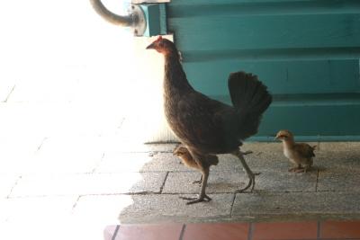 Wild Chickens in Key West - they roam freely around the island