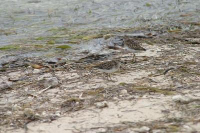 Western Sandpipers