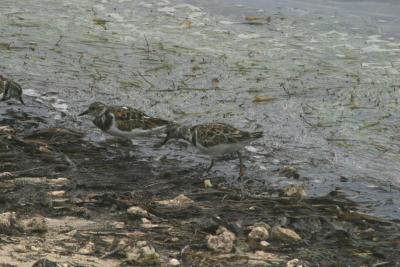 Ruddy Turnstones