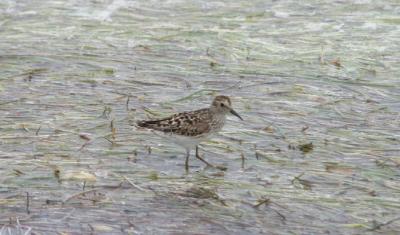 Western Sandpiper