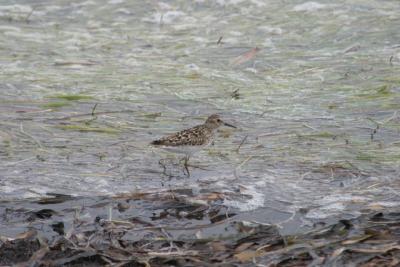 Western Sandpiper