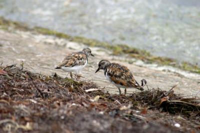 Ruddy Turnstones