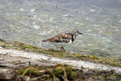 Ruddy Turnstone