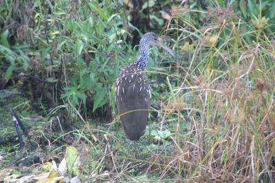 Limpkin