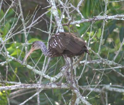 Limpkin