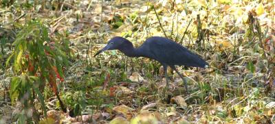 Little Blue Heron