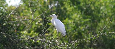 Immature Little Blue Heron