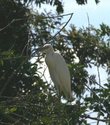 Immature Little Blue Heron