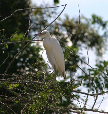 Immature Little Blue Heron