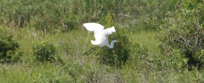 Great Egret in flight