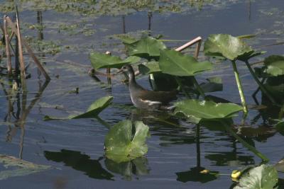 baby Common Moorhen