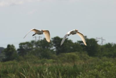 Cattle Egrets in flight