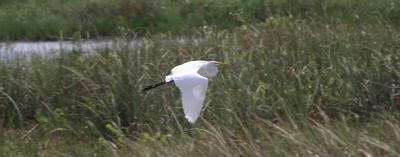 Great White Heron