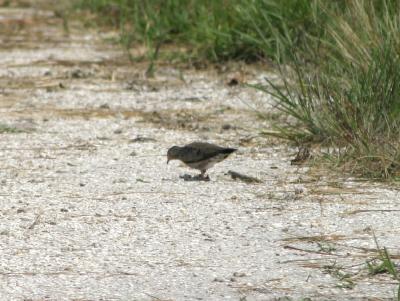 Common Ground Dove