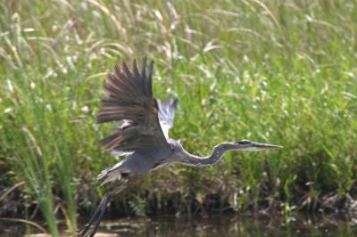 Great Blue Heron in flight