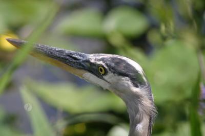 Great Blue Heron