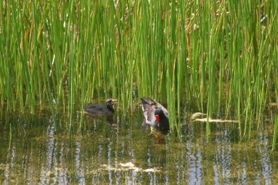 Parent Common Moorhen and a baby