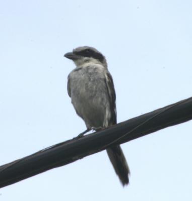 Loggerhead Shrike