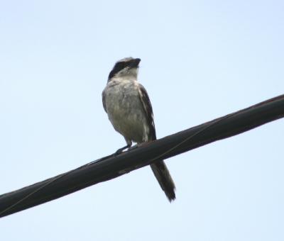 Loggerhead Shrike