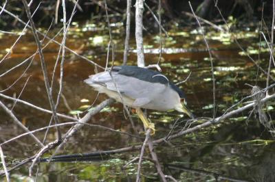 Black-crowned Night Heron