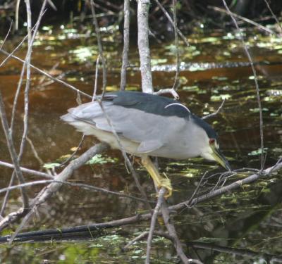 Black-crowned Night Heron