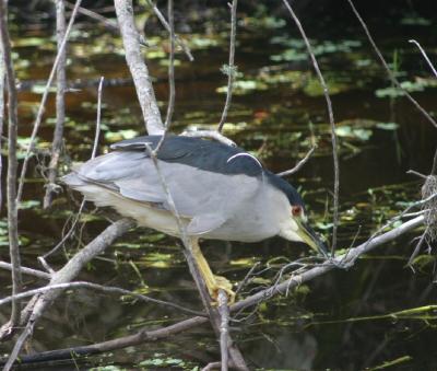 Black-crowned Night Heron