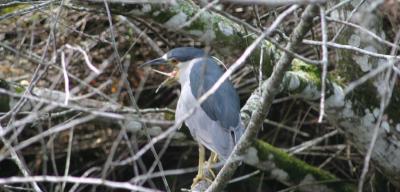 Black-crowned Night Heron