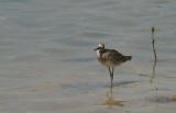 Willet