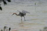 Blue Heron fishing