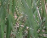 Baby Green Heron - see him in the weeds?