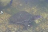 This pic looks a little strange because this turtle is in the semi-murky water.
