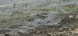 Western Sandpiper